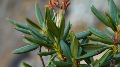 Фото Ирины Пшестанчик