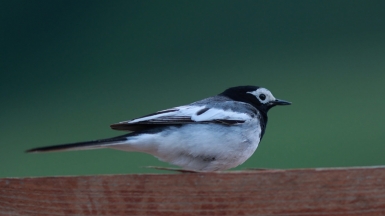 Фото нашей Странницы Светланы Соколовой