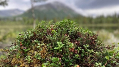 Фото нашей Странницы Елизаветы Шкляевой