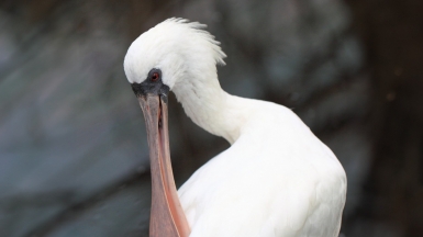 Фото: TANAKA Juuyoh (田中十洋), visualhunt.com