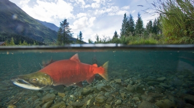 Фото: Forest Service Alaska Region, USDA, visualhunt.com