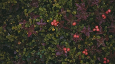 Фото: gvz on unsplash