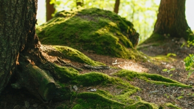 Фото: Anna Zakharova, unsplash.com