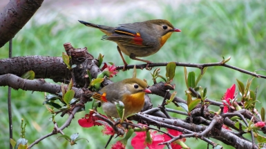 Автор: Aardwolf6886. Источник: visualhunt.com 