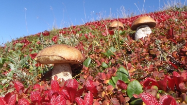 Фото: Natalia_Kollegova, pixabay.com