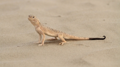 Фото: sussexbirder on Visualhunt