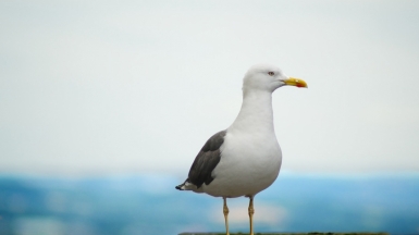 Фото: Tarpit Grover, unsplash.com