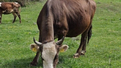 Фото нашей Странницы Марии Гутниковой