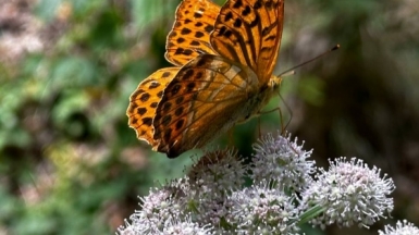 Фото нашей Странницы Надежды Натаровой