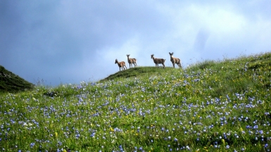 Фото из архива Странника