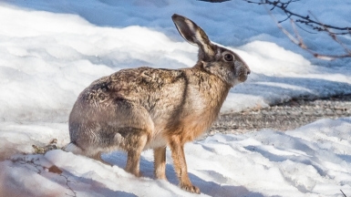 Фото: Bengt Nyman, visualhunt.com