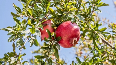 Фото: Iavi Perchik, unsplash.com