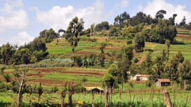 Фото: CIAT International Center for Tropical Agriculture, visualhunt.com