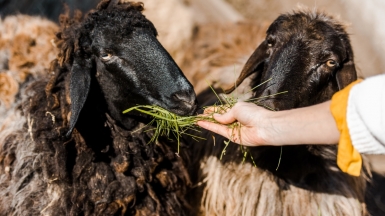 Фото: SashaKhalabuzar on depositphotos