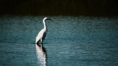 Фото: Joseph Greve, unsplash.com