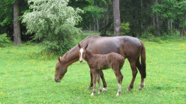 Парк Боржоми. Фото нашего гида Ирины Пряничниковой