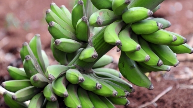 Фото: CIAT International Center for Tropical Agriculture, visualhunt.com