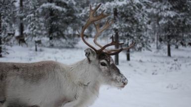 Фото: Robert Kalinagil, unsplash.com