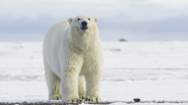 Фото: puliarf, visualhunt.com