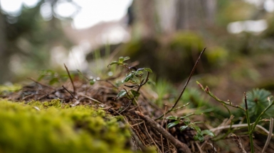 Природа Кавказа в деталях. Фото нашего Странника Кирилла Родионова