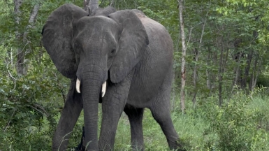 Слон. Фото: наш гид Алексей Шорец
