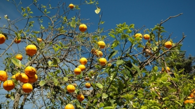 Автор: Shawn Allen, источник: visualhunt