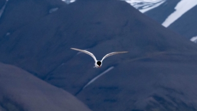 Фото: Kiril Dobrev, unsplash.com