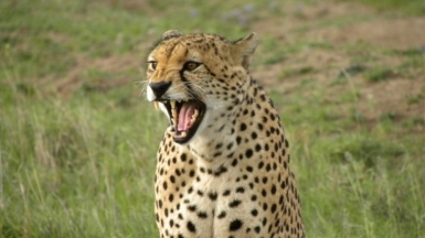 Фото: kimvanderwaal, visualhunt.com