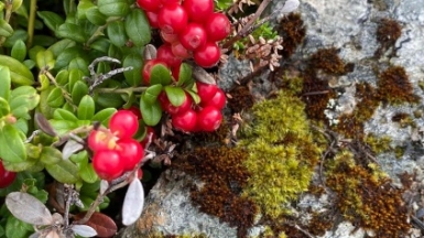 Фото нашей Странницы Марии Суворовой