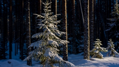 Фото Vladimir Vishnyakov для Unsplash