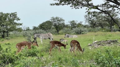 Зебры и импалы. Фото: наш гид Алексей Шорец