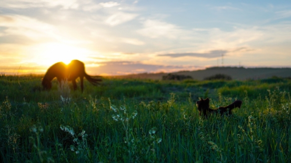 Фото: Ainur Khakimov, unsplash.com