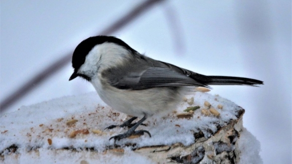 Фото irio.jyske on VisualHunt