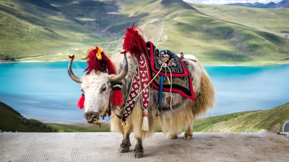 Фото: Vladimir Zhoga on shutterstock