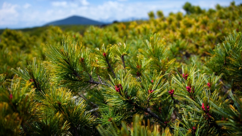 Фото: Степанов Илья