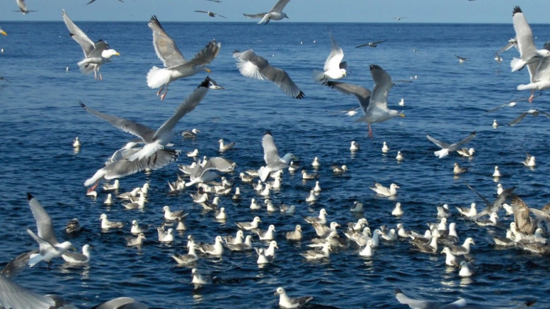 Фото: Maltesen on visualhunt