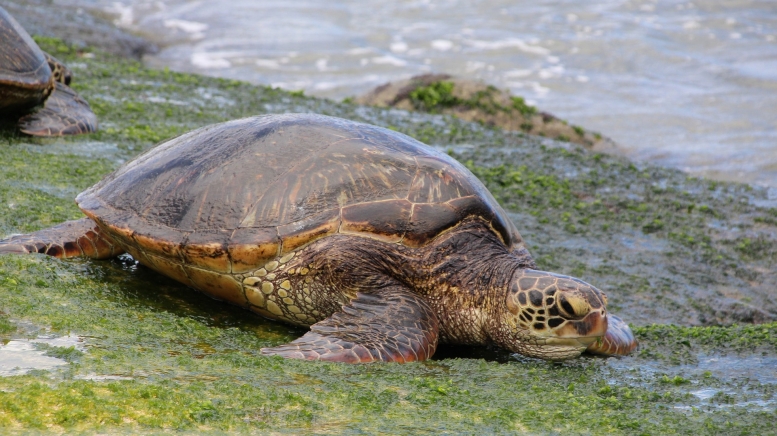 Автор: hhach. Источник: pixabay.com