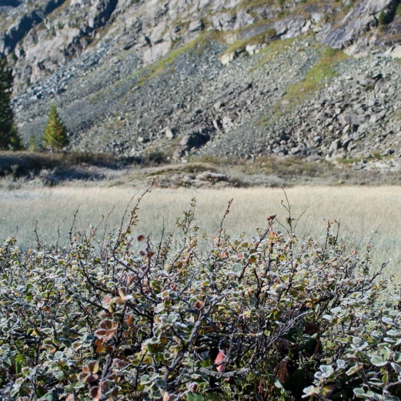 Иней на рассвете.