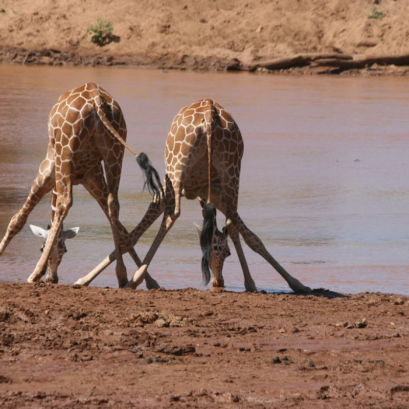 Фотографии из путешествия. Сафари