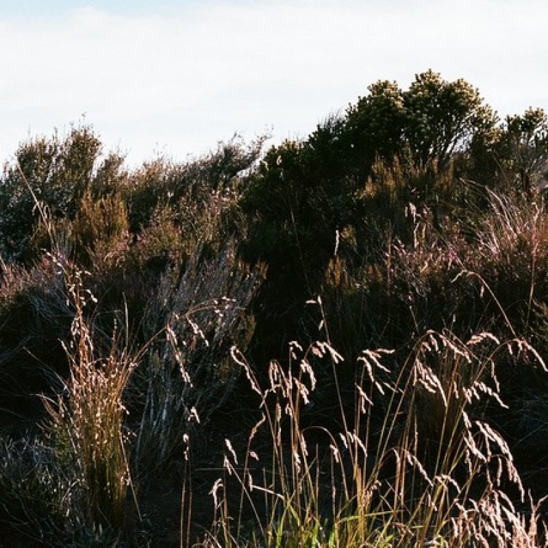 Начало Тонгариро-трека.