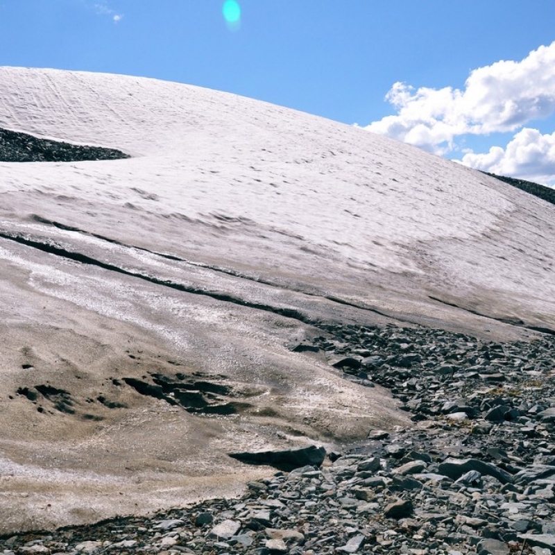 Розовый снежник