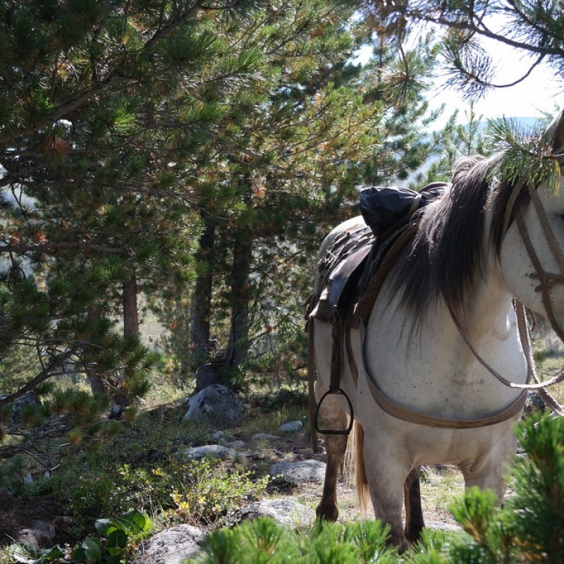 Прячемся от жаркого солнца в тени кедров