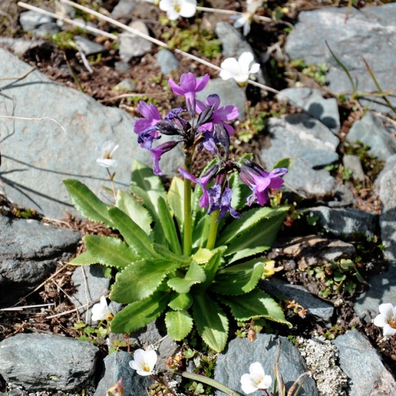 Цветы в горах