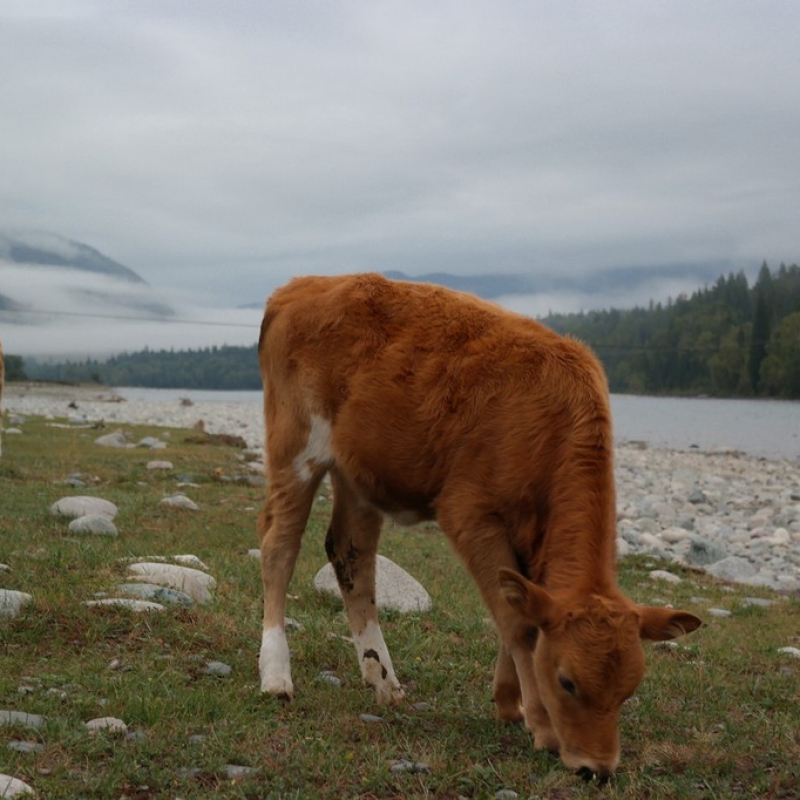 Берег реки Катунь
