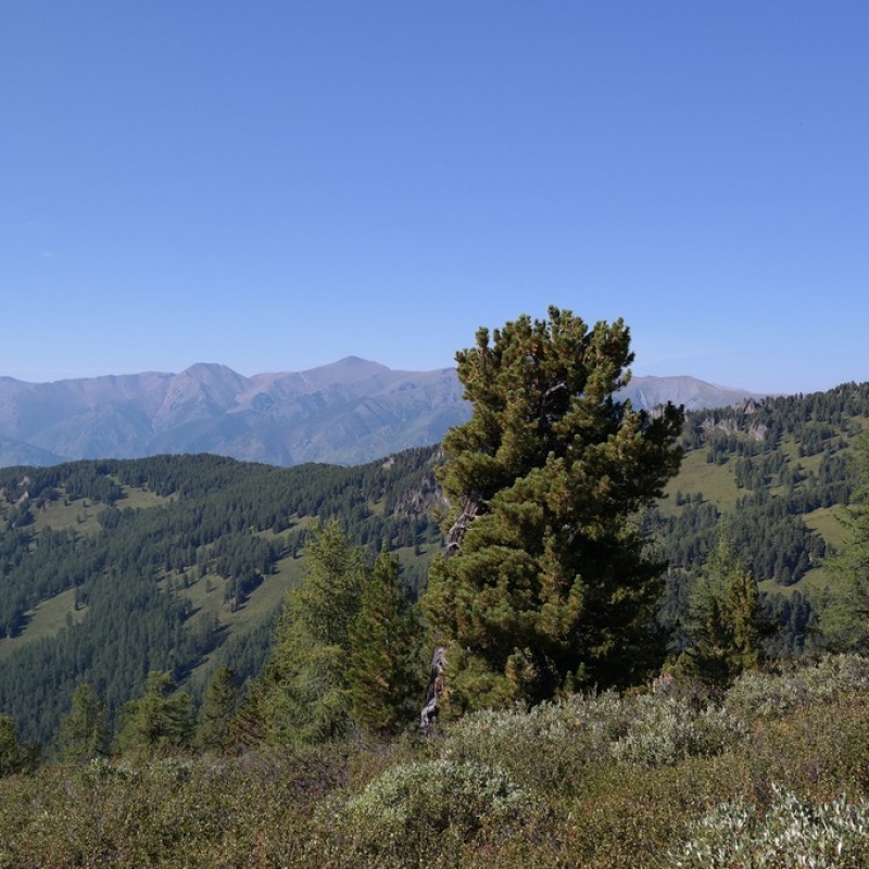 Редкие кедры на больших высотах