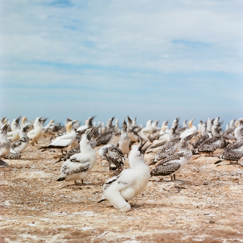 Птичий базар. Бакланы.