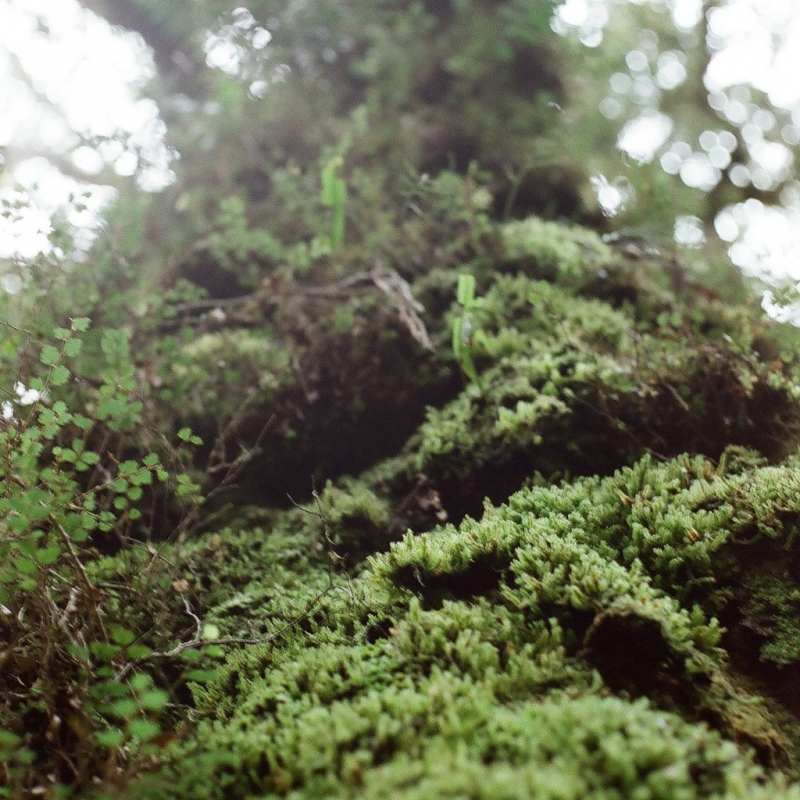 Эльфийские деревья.