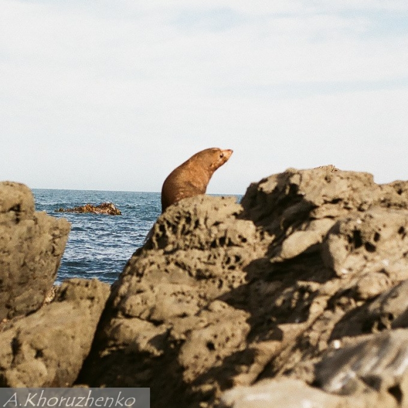 Местный житель.