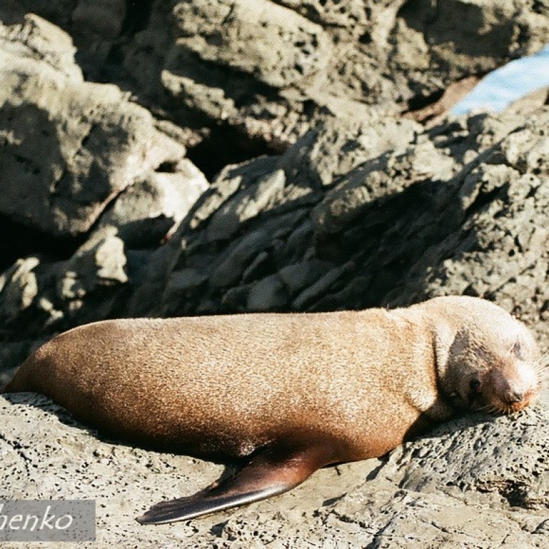 Морские котики.