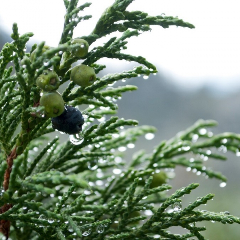 После дождя.